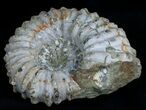 Bumpy Douvilleiceras Ammonite #6470-2